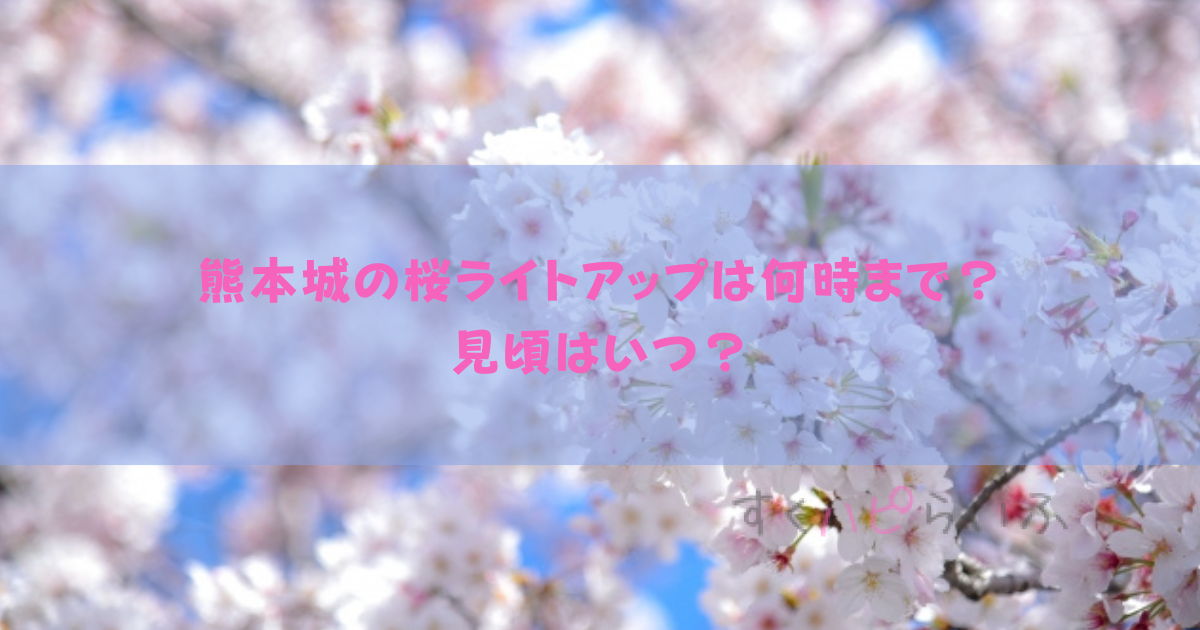 熊本城の桜2023ライトアップは何時まで？見頃はいつ？