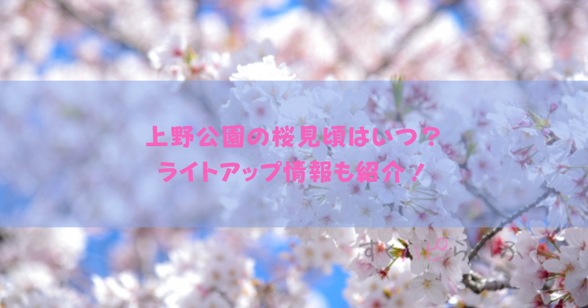 上野公園の桜2023見頃はいつ？ライトアップ情報も紹介！